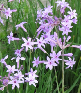Tulbaghia violacea